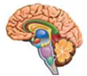 The human nervous system is divided into two major parts. The brain and spinal cord make up the (a) _____. The network of nerves outside the brain and spinal cord makes up the (b) _____.