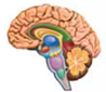 The peripheral nervous system is further divided into two parts. One part is made up of a network of nerves that either carry messages to muscles and organs throughout the body or carry input from sensory receptors to the spinal cord; this is called the (a) _____. The second part of the peripheral nervous system, which regulates heart rate, breathing, digestion, and related responses, is called the (b) _____.