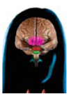 A system made up of numerous glands that are located throughout the body and that secrete various hormones is called the (a) _____. the brain area that can be considered the master control for this system is the (b) _____. this brain area is connected to and controls one of the endocrine system's major glands that has an anterior and posterior part and is collectively called the (c) _____.  