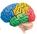 The hindbrain consists of three structures. The structure that serves as a bridge to connect the brain and body and also manufactures chemicals involved in sleep is called the (a) _____. The structure that controls vital reflexes, such as heart rate, blood pressure, and respiration, is called the (b) _____. The structure that was assumed to be involved primarily in coordinating body movements but has recently been found to have a role in cognitive functions, such as short-term memory, following rules, and carrying out plans, is called the (c) _____.