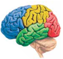 At the back edge of the frontal lobe is a continuous strip called the _____, which controls the movement of voluntary muscles. Body parts that have greater capacity for complicated muscle movement have more area on the motor cortex devoted to them.