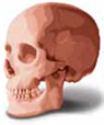 In the 1800s, one scientist measured skull size and concluded that a larger brain indicated more intelligence and that the races could be ranked by brain size. However, further analysis of this researcher's data indicated that there was no basis for ranking races by (a) _____. The study of how cultural values, practices, and environment shape and are shaped by the brain is called (b) _____.