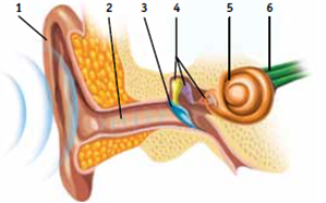 The coiled, fluid-filled structure called the (a) _____ is one part of the inner ear. It contains auditory receptors called (b) _____ that are attached to the basilar membrane.