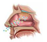 Substances give off volatile molecules that are drawn into the nose, dissolve in mucus, and activate the (a) _____ The function of these cells is to produce (b) _____ that are sent to the olfactory bulb and then to the brain for processing.