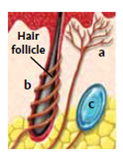 There are several kinds of touch receptors: the (a) _____ is fast adapting; the (b) _____ is also fast adapting; the (c) _____ responds to both touch and vibration, and the (d) _____ responds to gentle, localized touch primarily on the palm side of our fingertips.
