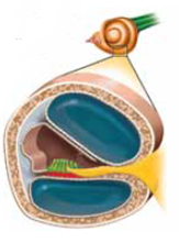 Of several structures in the inner ear, one is a coiled, fluid-filled, tubelike apparatus called the (a) _____ , which contains the auditory receptors, called (b) _____ Movement of the fluid in the tube causes movement of the basilar membrane, which in turn causes bending of the hair cells, generating a tiny (c) _____ If this is large enough, it will trigger nerve impulses, which leave the cochlea via the (d) _____ and travel to the brain.