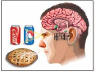 Marketing Changes Your Brain What guides your preference for Coke or Pepsi? McDonald's or Burger King? Can these choices be explained as a matter of taste preference, or is there something occurring in the brain that makes us choose one over the other? Neuroscientists have been discovering how marketing companies direct us to choose their products. Take, for instance, Coke ® and Pepsi ® , which are almost identical chemically and physically, yet people usually have a strong preference for one over the other. In one study, researchers found that when participants didn't know which brand of cola they were drinking, they were equally likely to choose Coke or Pepsi as their favorite. Also, the part of the brain that responds to rewards or pleasure was activated as they drank either cola. When participants had knowledge about which cola they were drinking, they were more likely to prefer Coke and their brain activity explains why-not only was there increased activity in the part of the brain that responds to rewards, but memory-related brain regions involved in recalling cultural influences were also activated. The same was not true for Pepsi. These results suggest that the marketing messages about brands of cola influence our brains in a way that likely alters our taste perception or preference. We've seen how marketing influences us to purchase a particular cola, but are marketing techniques aimed to get us to quit using addictive drugs powerful enough to change our behavior? Researchers found that warning labels on cigarette packs actually stimulate the pleasure area of the brain, which brings on cigarette cravings. The warning labels are aimed to reduce smoking, but they may just increase profits for tobacco companies! Marketing companies also take advantage of our hearing to get us to make purchases. In one study, shoppers purchased wines from different countries based on the music being played at the store. Shoppers were more likely to purchase French wine when French music was played and more likely to purchase German wine when German music was played. And, let's not forget about smell. Smell, more than any other sense, is connected to the brain areas that process motivations and emotions. This means that if businesses use attractive scents, we may make purchases based on impulse rather than rational thought. This is why supermarkets place their bakery near the entrance. The smell of fresh oven-baked bread or pies puts a big smile on our faces and activates the emotional centers in our brain. Consequently, we are likely to spend more money while shopping. By applying neuroscience to marketing, we now better understand the complex, mostly unconscious forces that influence our preferences and purchase decisions. The question remains, however: Now that we know about these clever marketing techniques, can we resist these powerful influences when making purchasing decisions, or will many of our buying decisions continue to take place deep below our conscious awareness? Question How is this type of marketing strategy similar to auditory subliminal messages?