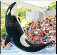 How Do You Train a Killer Whale? If you have ever been to a marine park, then you most certainly have been entertained by watching the marvelous marine animal performances. In one show an enormous killer whale jumps through a ring suspended in air, waves to audience members with its fins, swims backward while standing up on its tail, and gently kisses a brave volunteer. Whales are taught to perform these impressive behaviors with the use of operant and classical conditioning techniques. Operant conditioning is used to train whales because when the consequences of performing a specific behavior are reinforcing, the whale will likely repeat the behavior. Positive reinforcers for whales may include food, toys, back scratches, being sprayed with a hose, or another favorite activity. Giving the whale positive reinforcers immediately after it performs a specific behavior makes it likely that the behavior will increase in frequency, duration, and intensity in a similar situation. The use of classical conditioning is also necessary to teach a whale to perform complex behaviors. Because it is not always possible to reinforce the whale immediately after it performs a specific behavior, trainers must use a signal (whistle) to provide the whale with immediate feedback that it has correctly performed the desired behavior. A whale learns the meaning of the whistle by the trainer whistling before giving the whale food. Over the course of several trials, the whale comes to associate the whistle with receiving food and the whale performs the behavior to get the reinforcement. Once the association between the whistle and the reinforcer is established, whales can be taught to perform complex behaviors. First, the whale is taught to follow a target, such as a long stick with a ball at the end. The target guides the whale in a direction, and when the target touches the whale, the trainer blows the whistle and reinforces the whale. After this is done several times, the target is moved farther away and the trainer waits for the whale to touch it before providing reinforcement. The whale learns that making contact with the target results in being reinforced. Now, when the whale performs a behavior that is close to the desired behavior, the trainer whistles and the whale approaches to receive a positive reinforcer. Teaching whales to perform behaviors may appear like a relatively easy task while watching the trainers and whales interact on stage, but the truth is that training whales to perform is challenging and dangerous work. Trainers need to be committed, patient, and friendly to earn the whale's trust, and even then it can take months or even years to teach a whale a complex set of behaviors. Also, the deadly killer whale attack on his longtime trainer that took place at SeaWorld is a tragic reminder of the killer in even the best-trained whales. Question What should a trainer do if a whale performs a behavior incorrectly?