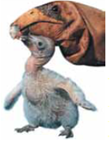 The innate tendency of newborn birds to follow the first moving object that they encounter soon after birth is called (a) _____. This kind of learning occurs best during a critical or sensitive period and is essentially (b) _____. One function of imprinting is to form social attachments between members of a species.