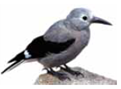 The innate tendency of animals to recognize, attend to, and store certain cues over others and to associate some combinations of conditioned and unconditioned stimuli is referred to as _____. An example of this tendency is observed in Clark's nutcrackers, which are preprogrammed to bury and remember thousands of hidden stores of food.