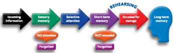 The process of selecting information from long-term memory and transferring it back into short-term memory is called _____. Because information has been encoded into long-term memory does not guarantee that such information can always or easily be remembered or retrieved.