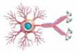 When we encode information, we form (a) _____, which are physical changes in the brain that represent the memory. If we do not access a memory, then over time the traces may (b) _____, which means there is a loss of memory.