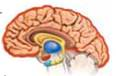 Researchers believe that the brain forms and briefly stores short-term memories by using a circuit of interconnected neurons called _____. When these interconnected neurons stop being activated, the short-term memory vanishes unless it has been encoded in long-term memory.
