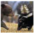 Innate biological forces predispose an animal to behave in a particular way in the presence of a specific environmental condition. These ways of behaving are called _____.
