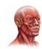 Another peripheral theory says that feedback from the movement of facial muscles and skin is interpreted by your brain as an emotion; this idea is called the (a) _____ hypothesis. Although emotions can occur without feedback from facial muscles, facial feedback can influence your mood and contribute to the (b) _____ of an emotion.