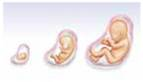 The question that asks how much genetic factors and how much environmental factors contribute to a person's biological, emotional, cognitive, personal, and social development is called the _____.