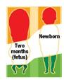 Newborns have some visual acuity, respond to touch, and are able to hear, smell, and taste. This indicates that they have relatively well-developed _____.