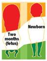 Development that occurs in a sequential and orderly fashion because of a genetic plan is called (a) _____ The average age at which individuals perform various kinds of motor skills or exhibit abilities or behaviors is reflected in (b) _____.