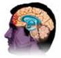 New findings indicate that teenagers do not yet have a fully developed part of their brains called the (a) _____, which has (b) _____ functions, such as thinking, planning, and making decisions.