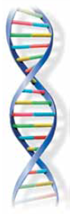Considering the various influences on personality development, researchers estimated that about 40% of the influence comes from (a) _____, which are inherited. About 27% of the influence on personality development comes from environmental factors that involve how each individual reacts and adjusts to his or her own environment; these are called (b) _____ factors. About 7% of the influence on personality development comes from environmental factors that involve parental patterns and shared family experiences; these are called _____ _____ factors. The remaining 26% of the influence on personality development cannot as yet be identified and is attributed to errors in testing and measurement procedures.