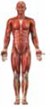 One component of a stress management program is learning to relax at will, which can be accomplished with three different methods. Recording and amplifying physiological signals from the body and displaying these signals so that we can learn to increase or decrease them is known as (a) _____. An exercise of tensing and relaxing the major muscle groups is called (b) _____. Meditation can take many forms. Sitting or lying in a comfortable position while repeating a meaningless sound over and over to rid oneself of anxious thoughts is called (c) _____