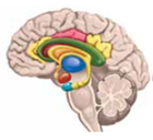One mood disorder is marked by being in a daily bad mood, having no interest in anything, getting no pleasure from activities, and having at least four of the following symptoms: problems with weight, appetite, sleep, fatigue, thinking, or making decisions and having suicidal thoughts. This is called (a) _____ disorder, which is the most common form of mood disorder. Another mood disorder is characterized by being chronically depressed for many but not all days over a long period of time and having two of the following symptoms: problems with appetite and sleep, fatigue, low self-esteem, and feelings of hopelessness. This is called (b) _____ disorder.
