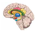 Factors such as dealing with stressors and stressful life events are believed to interact with predisposing biological factors and contribute to the development, onset, and maintenance of mood disorders. These are called _____ factors.