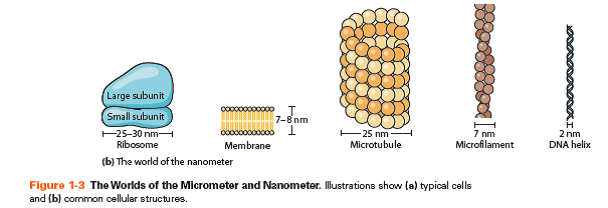 1-4: QUANTITATIVE Limits of Resolution Then and Now. Based on what you learned in this chapter about the limit of resolution of a light microscope, answer each of the following questions. Assume that the unaided human eye has a limit of resolution of about 0.25 mm and that a modern light microscope has a useful magnification of about 1000×. (a)Define limit of resolution in your own words. What was the limit of resolution of Hooke's microscope What about van Leeuwenhoek's microscope (b)What are the approximate dimensions of the smallest structure that Hooke would have been able to observe with his microscope Would he have been able to see any of the structures shown in Figure 1-3a If so, which ones And if not, why not (c)What are the approximate dimensions of the smallest structure that van Leeuwenhoek would have been able to observe with his microscope Would he have been able to see any of the structures shown in Figure 1-3a If so, which ones And if not, why not (d)What are the approximate dimensions of the smallest structure that a contemporary cell biologist should be able to observe with a modern light microscope (e)Consider the eight structures shown in Figure 1-3a and 1-3b. Which of these structures would both Hooke and van Leeuwenhoek have been able to see with their respective microscopes Which, if any, would van Leeuwenhoek have been able to see that Hooke could not Explain your reasoning. Which, if any, that neither Hooke nor van Leeuwenhoek could see would a contemporary cell biologist be able to see using a modern light microscope Reference Figure 1-3a: Reference Figure 1-3b: