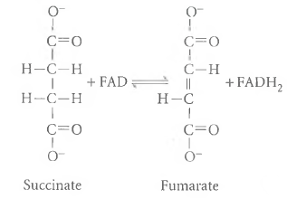 Succinate Oxidation. The oxidation of succinate to fumarate is an important cellular reaction because it is one of the steps in the tricarboxylic acid (TCA)cycle (see Chapter 10). The two hydrogen atoms that are removed from succinate are accepted by a coenzyme molecule called flavin adenine dinucleotide (FAD), which is thereby reduced to FADH 2 : (1) G°' for Reaction 5-32 is 0 cal/mol. (a)If you start with a solution containing 0.01 M each of succinate and FAD and add an appropriate amount of the enzyme that catalyzes this reaction, will any fumarate be formed If so, calculate the resulting equilibrium concentrations of all four species. If not, explain why not. (b)Answer part a assuming that 0.01 M FADH 2 is also present initially. (c)Assuming that the steady-state conditions in a cell are such that the FADH 2 /FAD ratio is 5 and the fumarate concentration is 2.5 M, what steady-state concentration of succinate would be necessary to maintain G' for succinate oxidation at 1.5 kcal/mol