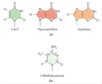 Nonstandard Purines and Pyrimidines. Shown in Figure are three nonstandard nitrogenous bases that are formed by the deamination of naturally occurring bases in DNA. (a)Indicate which base in DNA must be deaminated to form each of these bases. (b)Why are there only three bases shown, when DNA contains four bases (c)Why is it important that none of the bases shown in Figure a occurs naturally in DNA (d)Figure b shows 5-methylcytosine, a pyrimidine that arises naturally in DNA when cellular enzymes methylate cytosine. Why is the presence of this base likely to increase the probability of a mutation FIGURE 19-46 Structures of Several Nonstandard Purines and Pyrimidines.