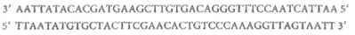 The Genetic Code and Two Human Hormones. The following is the actual sequence of a small stretch of human DNA: (a)What are the two possible RNA molecules that could be transcribed from this DNA (b)Only one of these two RNA molecules can actually be translated. Explain why. (c)The RNA molecule that can be translated is the mRNA for the hormone vasopressin. What is the apparent amino acid sequence for vasopressin (The genetic code is given in Figure 21-6.) (d)In its active form, vasopressin is a nonapeptide (that is, it has nine amino acids)with cysteine at the N-terminus. How can you explain this in light of your answer to part c (e)A related hormone, oxytocin, has the following amino acid sequence: Where and how would you change the DNA that codes for vasopressin so that it would code for oxytocin instead Does your answer suggest a possible evolutionary relationship between the genes for vasopressin and oxytocin