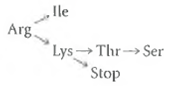 Tracking a Series of Mutations. The following diagram shows the amino acids that result from mutations in the codon for a particular amino acid in a bacterial polypeptide: Assume that each arrow denotes a single base-pair substitution in the bacterial DNA. (a)Referring to the genetic code table in Figure 21-6, determine the most likely codons for each of the amino acids and the stop signal in the diagram. (b)Starting with a population of mutant cells carrying the nonsense mutation, another mutant is isolated in which the premature stop signal is suppressed. Assuming wobble does not occur and assuming a single base change in the tRNA anticodon, what are all the possible amino acids that might be found in this mutant at the amino acid position in question