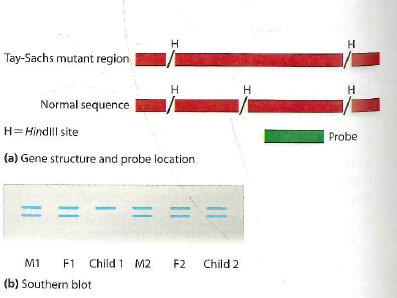 Tay-Sachs Screening. In a certain community, a mutant allele for Tay-Sachs disease (the gene encoding the enzyme hexosaminidase A)exists at a high frequency. This mutation removes a Hin dIII restriction site (H)in the gene. A probe is available for this region, as shown in Figure 21-33a. Two couples in this community are expecting children. Each couple has a prenatal DNA test to determine if their child will have Tay-Sachs. The results of a Southern blot using Hin dII digested DNA probed for the region are shown in Figure 21-33b. What advice would you give to each couple in terms of preparing for a child with Tay-Sachs