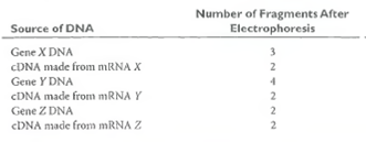 Introns. To investigate the possible presence of introns in three newly discovered genes ( X, Y, and Z), you perform an experiment in which the restriction enzyme Hae IIIis used to cleave either the DNA of each gene or the cDNA made by copying its mRNA with reverse transcriptase. The resulting DNA fragments are separated by gel electrophoresis, and the presence of fragments in the gels is detected by hybridizing to a radioactive DNA probe made by copying the intact gene with DNA polymerase in the presence of radioactive substrates. The following results are obtained: (a)What can you conclude about the number of introns present in gene X (b)What can you conclude about the number of introns present in gene Y (c)What can you conclude about the number of introns present in gene Z