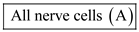 (a) The axonal endings of neurons that innervate muscles are in direct contact with muscle cells. However, there is no direct contact between neurons that communicate with other neurons. There is a gap between the axon of on cell and the dendrites of another called the synapse. Hence, the given statement is . (b) During an action potential, the influx of sodium ions makes the membrane potential positive. So, in resting state, the membrane potential of the axonal membrane is negative always. Hence, the given statement is true of . (c) The nodes of Ranvier are present at intervals along myelinated axons. However, not all axons are surrounded by a myelin sheath. Hence, the given statement is . (d) At rest, the membranes of all axons are naturally more permeable to potassium than sodium. As a result, the resting membrane potential is closer to the equilibrium potential of potassium. Hence, the given statement is true of (e) Excitation of the membrane triggers the opening of sodium channels at the axon hillock. As a result, the membrane becomes more permeable to sodium and depolarization occurs. However, all the nerve cells do not get excited with transient increase in permeability of sodium ions. Hence, the given statement is . (f) Not all axons are large enough to be measured with electrodes. For studies requiring the measurement of electrical potentials, giant squid axons are used because they are large enough to be connected to electrodes. Hence, the given statement is . (g) Serotonin release is not influenced by the elevation of calcium levels. Hence, the given statement is true of .