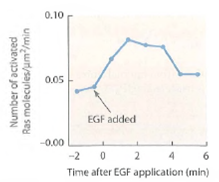 Following Ras activation. It is possible to use engineered molecules to follow the activation of individual Ras molecules in stimulated cells using a technique called fluorescence resonance energy transfer (FRET; see the Appendix for further details). Figure shows the time course of Ras activation following stimulation by epidermal growth factor (EGF). (a)Based on the graph, how long does it take for maximal Ras activation to be achieved (b)Why does Ras activity decline after a few minutes, even when EGF is still present Figure Activation of Ras following Epidermal Growth Factor (EGF)stimulation.