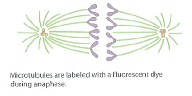 Cell Cycle Regulation. Recall that one approach to the study of cell cycle regulation has been to fuse cultured cells that are at different stages of the cell cycle and observe the effect of the fusion on the nuclei of the fused cells (heterokaryons). When cells in G1 are fused with cells in S, the nuclei from the G1 cells begin DNA replication earlier than they would have if they had not been fused. In fusions of cells in G2 and S, however, nuclei continue their previous activities, apparently uninfluenced by the fusion. Fusions between mitotic cells and interphase cells always lead to chromatin condensation in the nonmitotic nuclei. Based on these results, identify each of the following statements about cell cycle regulation as probably true (T), probably false (F), or not possible to conclude from the data (NP). (a)The activation of DNA synthesis may result from the stimulatory activity of one or more cytoplasmic factors. (b)The transition from S to G2 may result from the presence of a cytoplasmic factor that inhibits DNA synthesis. (c)The transition from G2 to mitosis may result from the presence in the G2 cytoplasm of one or more factors that induce chromatin condensation. (d)G1 is not an obligatory phase of all cell cycles. (e)The transition from mitosis to G1 appears to result from the disappearance or inactivation of a cytoplasmic factor present during M phase. FIGURE Use of Laser Photobleaching to Study Chromosome Movement During Mitosis. See Problem.