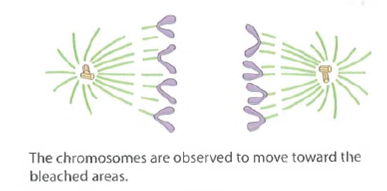 Cell Cycle Regulation. Recall that one approach to the study of cell cycle regulation has been to fuse cultured cells that are at different stages of the cell cycle and observe the effect of the fusion on the nuclei of the fused cells (heterokaryons). When cells in G1 are fused with cells in S, the nuclei from the G1 cells begin DNA replication earlier than they would have if they had not been fused. In fusions of cells in G2 and S, however, nuclei continue their previous activities, apparently uninfluenced by the fusion. Fusions between mitotic cells and interphase cells always lead to chromatin condensation in the nonmitotic nuclei. Based on these results, identify each of the following statements about cell cycle regulation as probably true (T), probably false (F), or not possible to conclude from the data (NP). (a)The activation of DNA synthesis may result from the stimulatory activity of one or more cytoplasmic factors. (b)The transition from S to G2 may result from the presence of a cytoplasmic factor that inhibits DNA synthesis. (c)The transition from G2 to mitosis may result from the presence in the G2 cytoplasm of one or more factors that induce chromatin condensation. (d)G1 is not an obligatory phase of all cell cycles. (e)The transition from mitosis to G1 appears to result from the disappearance or inactivation of a cytoplasmic factor present during M phase. FIGURE Use of Laser Photobleaching to Study Chromosome Movement During Mitosis. See Problem.