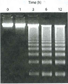 Apoptosis and DNA. When cells undergo apoptosis, their DNA becomes fragmented. When the DNA is run out on a gel, the resulting fragments differ in size by a standard amount, about 200 bp, so that the resulting separated DNA has a characteristic ladder appearance (Figure 24-30 ). Explain why this pattern of DNA fragments is obtained, based on what you know about eukaryotic chromatin.