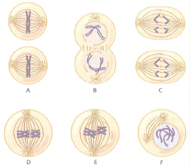 Ordering the Phases of Meiosis. Drawings of several phases of meiosis in an organism, labeled A through F, are shown in Figure. FIGURE. Six Phases of Meiosis to Be Ordered and Identified. (a)What is the diploid chromosome number in this species (b)Place the six phases in chronological order, and name each one. (c)Between which two phases do homologous centromeres separate (d)Between which two phases does recombination occur