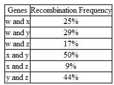 Genetic Mapping. The following table provides data concerning the frequency with which four genes ( w , x, y, and z)located on the same chromosome recombine with each other. (a)Construct a genetic map indicating the order in which these four genes occur and the number of map units that separate the genes from each other. (b)In constructing this map, you may have noticed that the map distances are not exactly additive. Can you provide an explanation for this apparent discrepancy