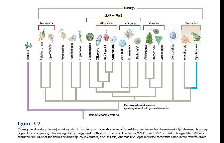 Mark the distribution of photoautotrophic taxa on figure 5.2. Recent research suggests that members of Ciliophora contain genes of algal origin. From a tree-thinking perspective, how would you explain the origin of these genes?  
