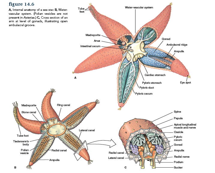 Trace or make a rough copy of figure 14.6 B, without labels, and then from memory label the parts of the water-vascular system of a sea star.