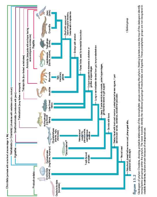 Explain how use of a cladistics classification for vertebrates changes the major important regroupings of traditional vertebrate taxa (refer to figure 15.2 ). Why are Agnatha and Reptilia, as traditionally recognized, inconsistent with cladistic principles?  