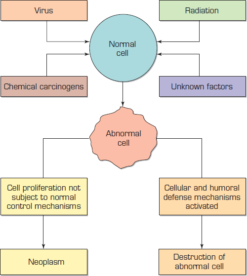 How does the body defend itself against abnormal cells that arise spontaneously in the course of cell division? What is the consequence of failure of these defense mechanisms (see Figure 1)? Figure 1 Factors leading to neoplastic transformation of cells counterbalanced by immunologic defense against neoplasm. Conversion of a normal cell into an abnormal one requires activation of oncogenes and inactivation of tumor suppressor genes, which renders the cell unresponsive to normal control mechanisms that regulate cell growth. Generally, multiple step-by-step mutations are required to transform a normal cell into a cancer cell.