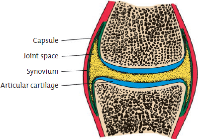 Describe the structure of the typical movable joint (see Figure 1). Figure 1 Structure of a typical movable joint.