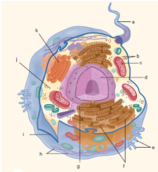 Identify the cell structures (a-p) indicated in drawings Figure 1 and Figure 2 below. What is a function for each structure Figure 1: Figure 2:
