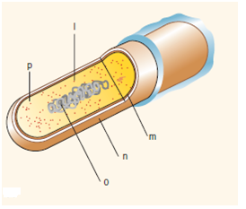 Identify the cell structures (a-p) indicated in drawings Figure 1 and Figure 2 below. What is a function for each structure Figure 1: Figure 2: