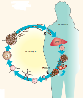 Label the two parasite life cycles for (1) malaria and (2) schistosomiasis, using the term lists provided. (1) Plasmodium Life Cycle Term List Definitive host Gametes Gametocyte Intermediate host Merozoites Oocyst Sporozoites Zygote (2) Schistosoma Life Cycle Term List Cercaria Definitive host Eggs Intermediate host Miracidium
