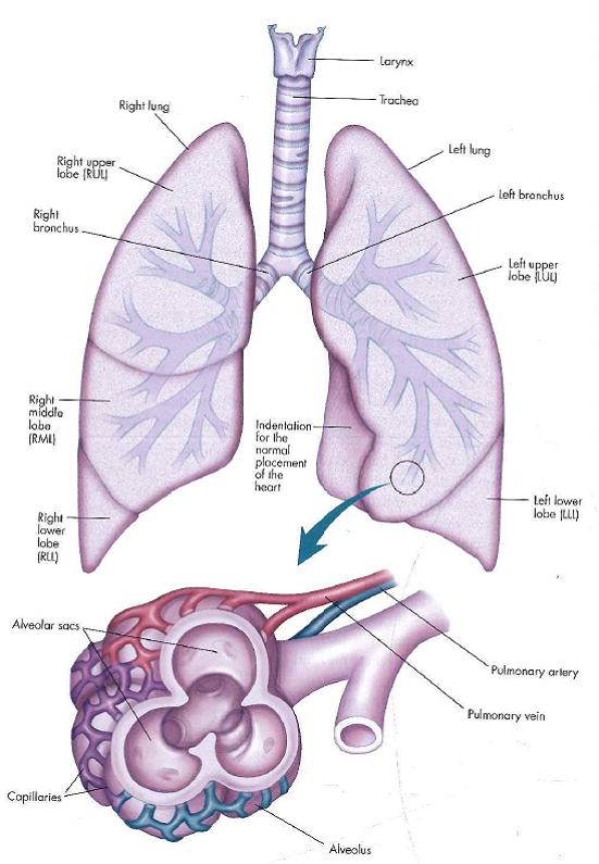 The larynx, trachea, bronchi, and lungs with an expanded view showing the structures of an alveolus anti the pulmonary blood vessels. From Medical Terminology: A Word-Bunding Approach, 7th ed. (Figure 11.5), by J. Rice. 2012, Upper Saddle River. NJ: Pearson Education, Inc. Reproduced by permission of Pearson Education, Inc., Upper Saddle Hiver, New Jersey. Microorganisms can travel past the upper respiratory tract defense mechanisms. What defense mechanisms are present in the lower respiratory tract that may help the client?